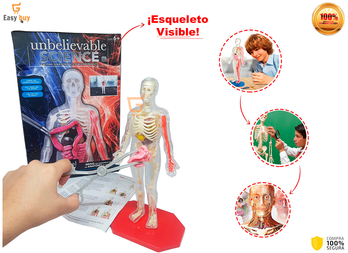 💀 Juego Educativo Didactico El Cuerpo Humano Y Sus Organos🫀