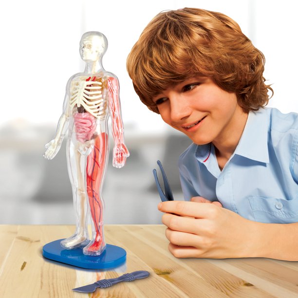💀 Juego Educativo Didactico El Cuerpo Humano Y Sus Organos🫀 
